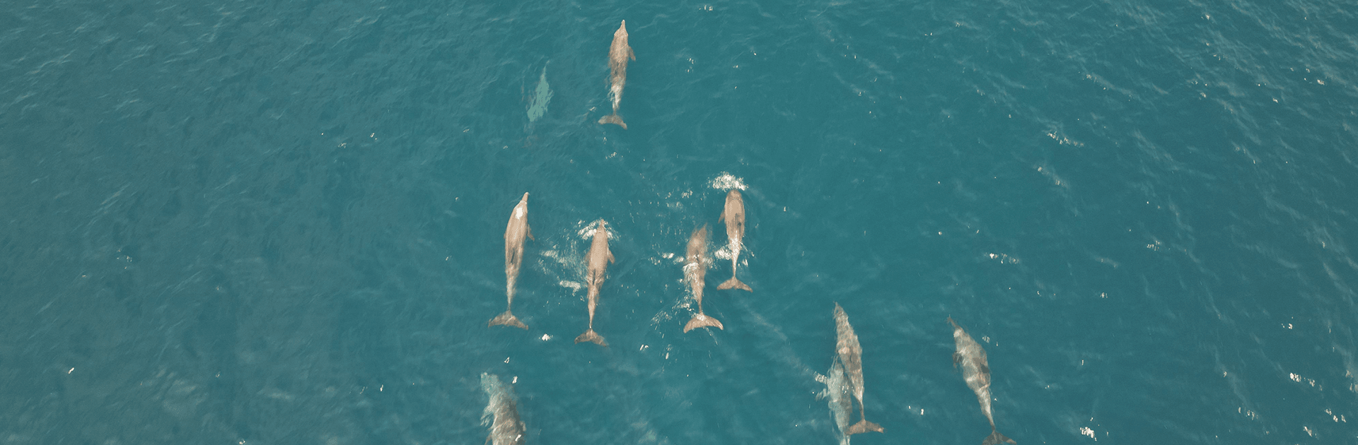 South Button Island Reef Explorer 1