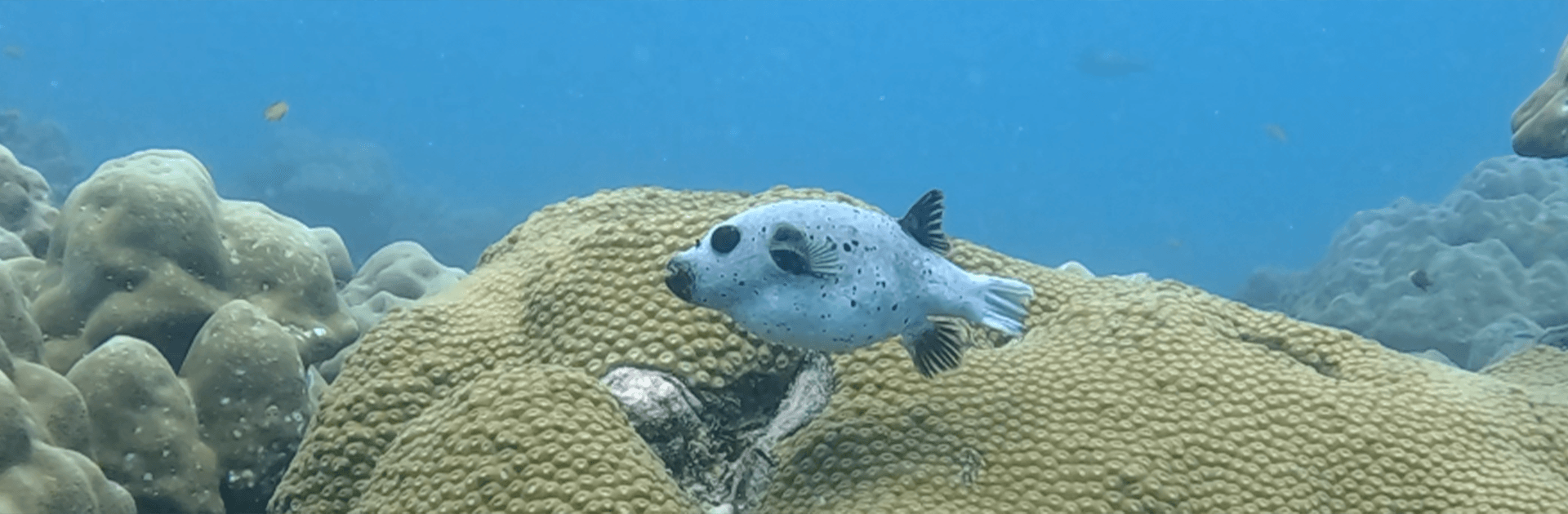 Advanced Open Water Course – PADI Certification 1