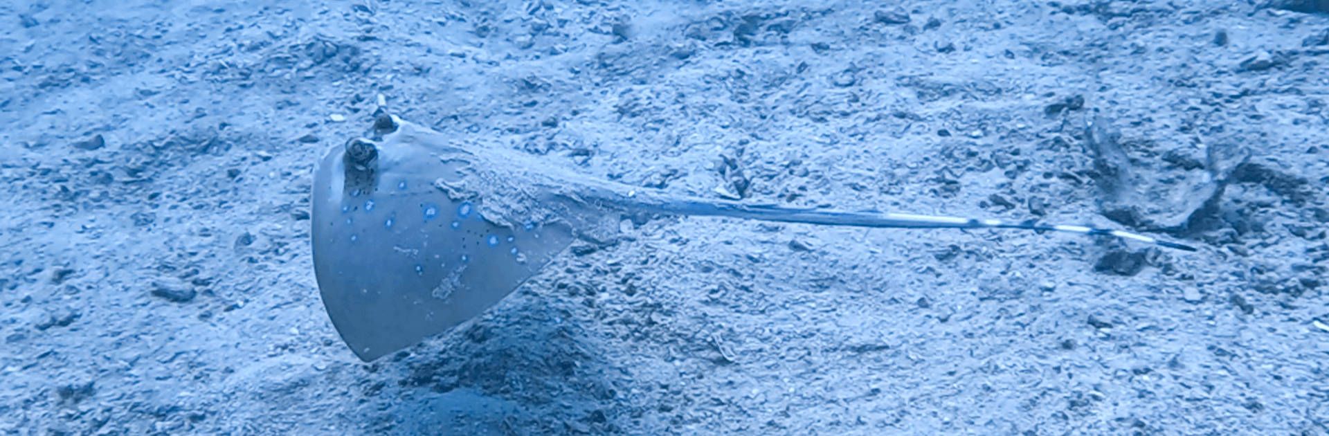 Advanced Open Water Course – PADI Certification 3