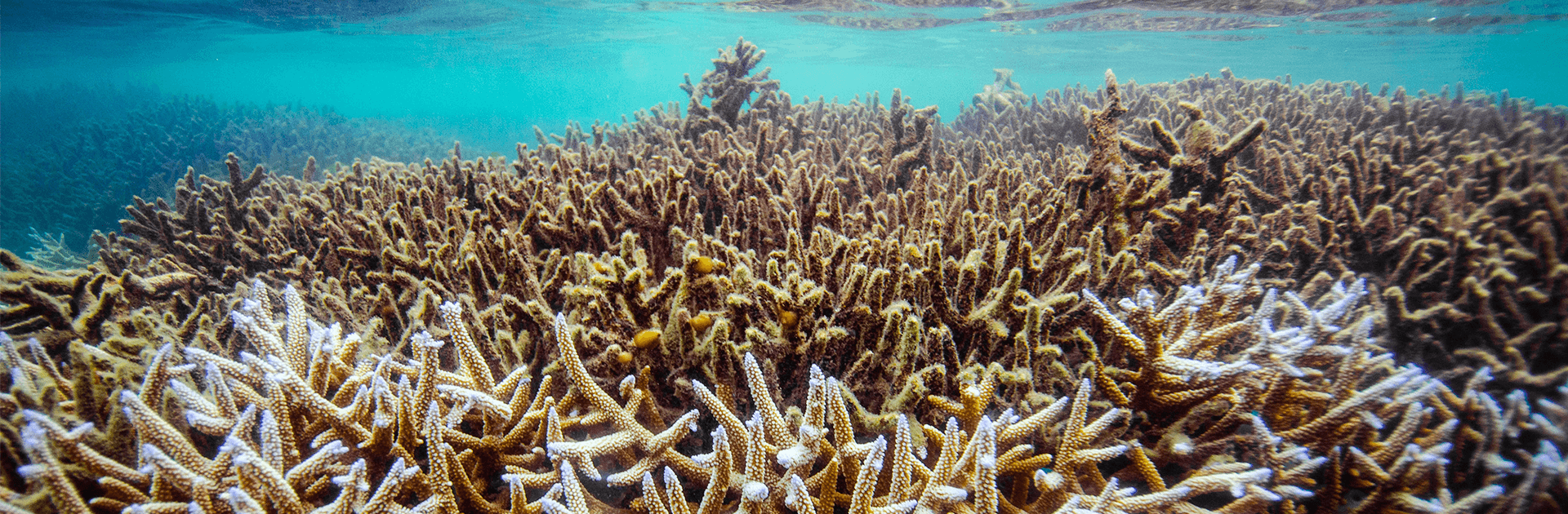 Advanced Open Water Course – PADI Certification 4