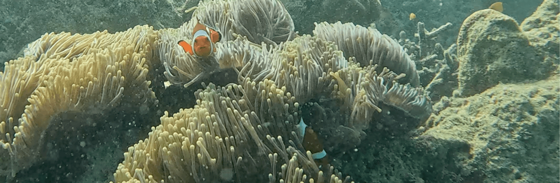 Discover Scuba Diving – PADI Experience 4