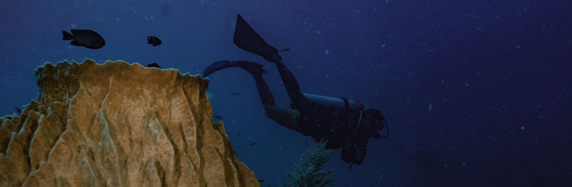 Fun Dives – Certified Divers 1