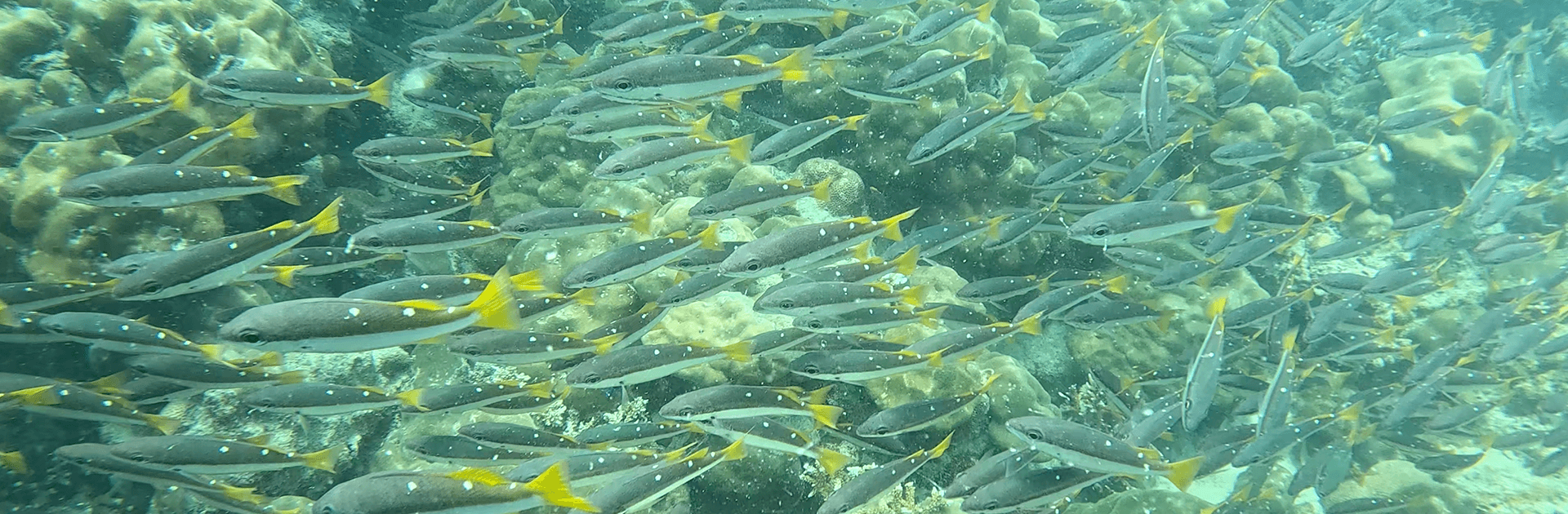 Open Water Scuba Course – PADI Certification 2