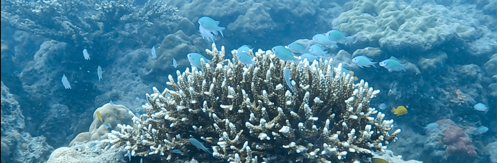 Open Water Scuba Course – PADI Certification 4