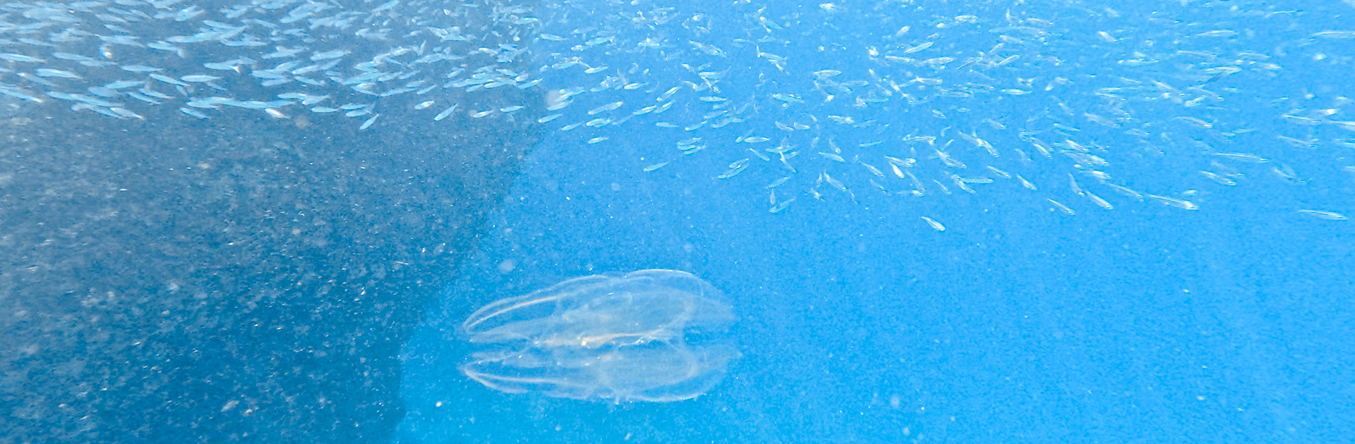 Sunset Snorkel Trip to Nicholson & Wilson Island 1