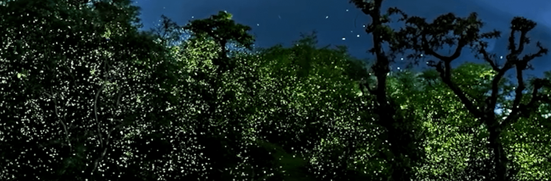 Bhandardara Fireflies Festival 2026 – Guided Forest Experience 1